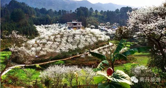 广西春天赏花好去处,广西十大赏花景点