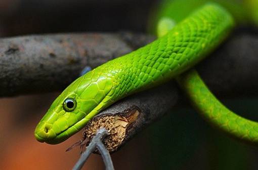 广西一小区内多种毒蛇出没抓不完,广西最大毒蛇