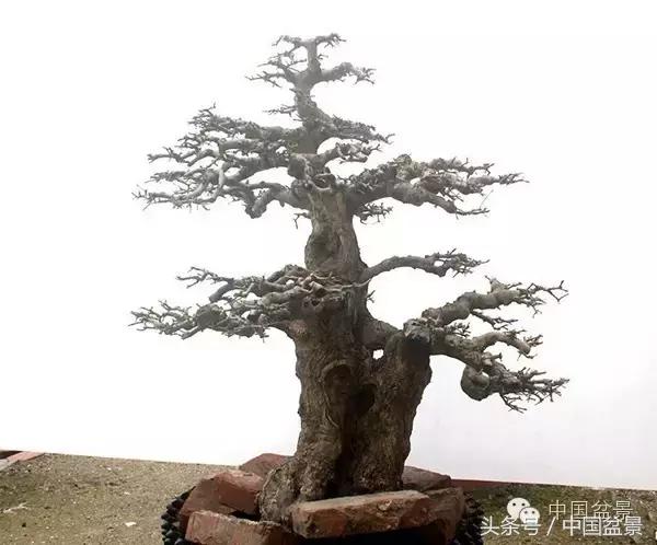 蚊母盆景的养殖方法,盆景中华蚊母的小叶叶片图片