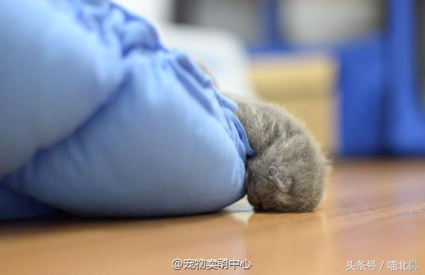 小猫吃猫砂会中毒吗,猫奴求助