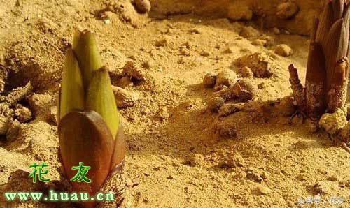 养花松土的正确方法,养花松土教学