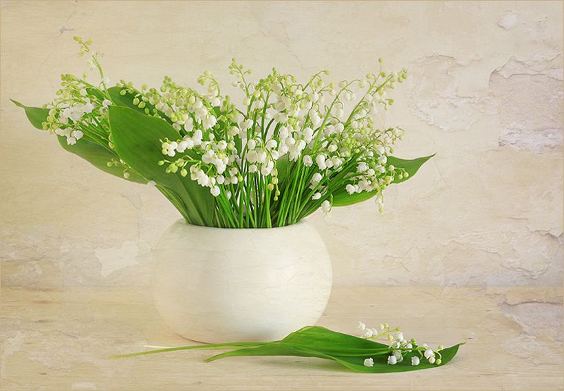 猫咪绝对不能吃的东西,猫咪能吃的食物