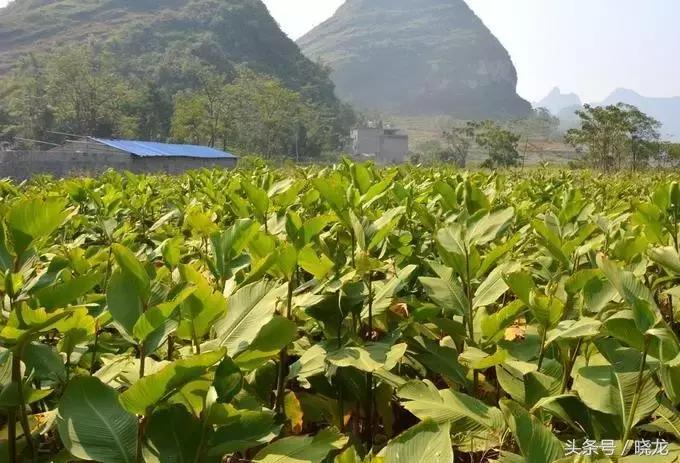 农村养殖种植与三农创业致富项目,40-50岁创业项目适合农村的