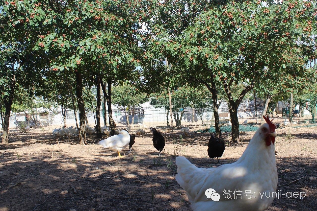 御寒滋补佳品,御寒养生火锅视频