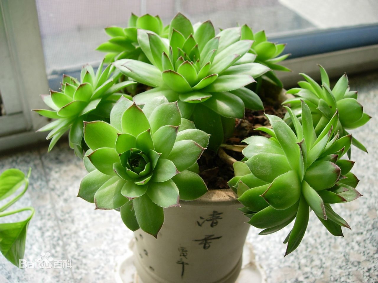 家庭阳台盆养兰花幼苗怎么种植,家庭常见的盆栽花卉养殖方法