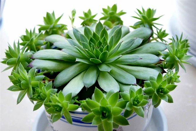 家庭阳台盆养兰花幼苗怎么种植,家庭常见的盆栽花卉养殖方法