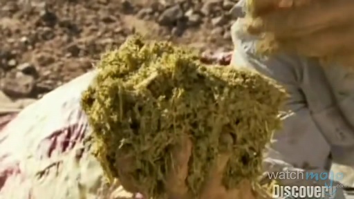 贝爷吃过最恶心的虫子,贝爷吃过十大恶心虫子