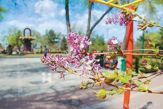 哈尔滨与人民有关的标志,哈尔滨标志性符号