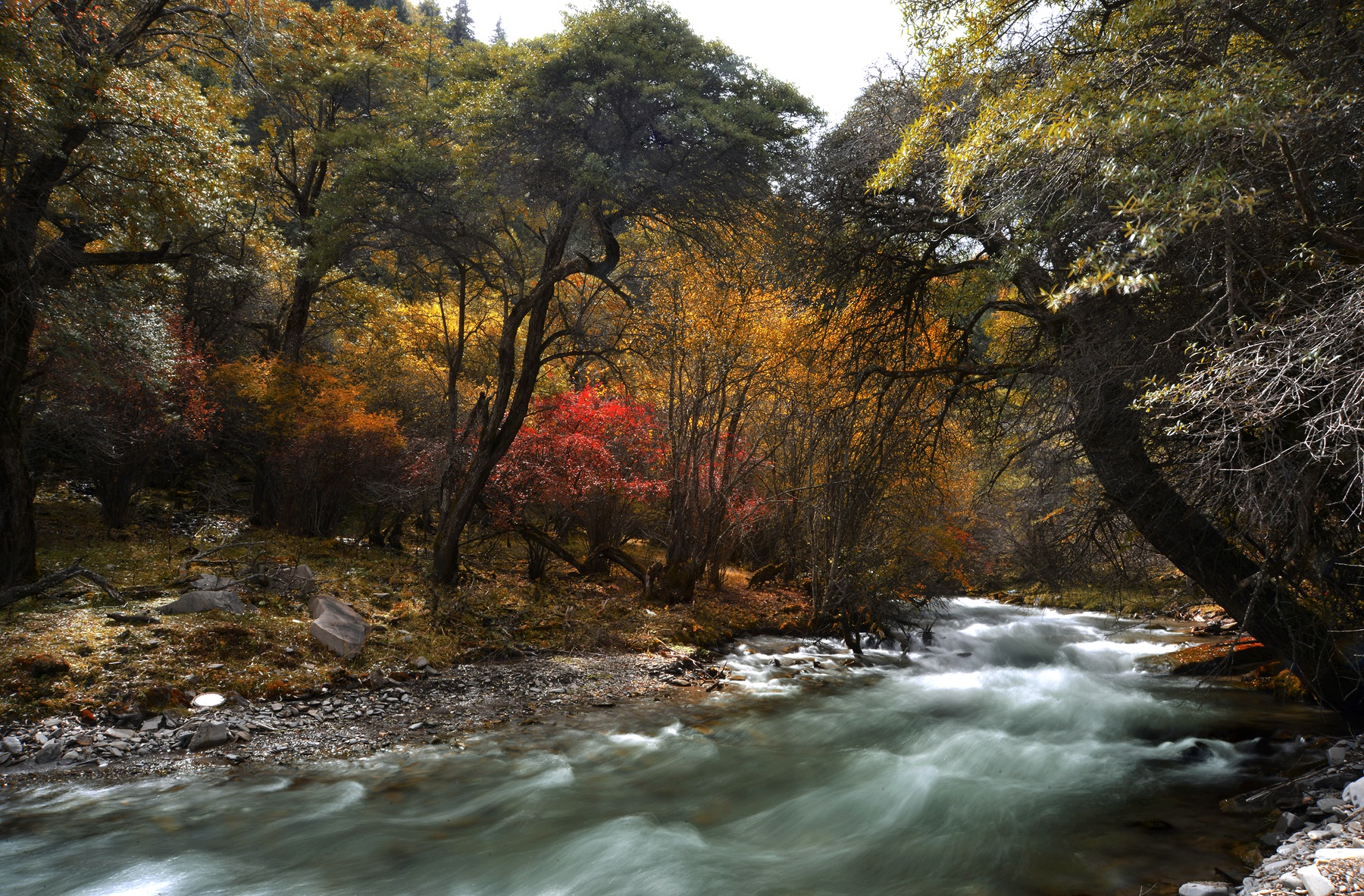 四川雅安宝兴夹金山天气预报,赞美宝兴夹金山红叶