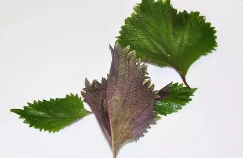 怎样吃日料最划算,如何吃日料自助