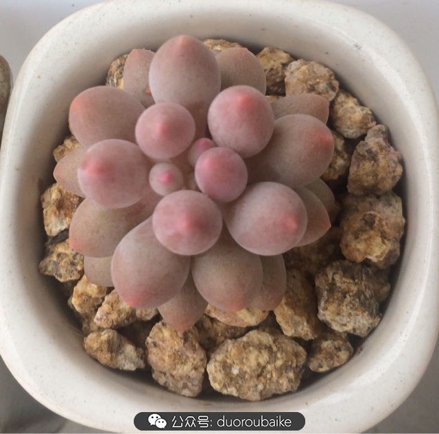 小盆多肉浸盆,小盆养多肉还用陶粒吗