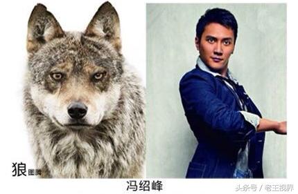 盘点明星养的动物,盘点最火的动物明星