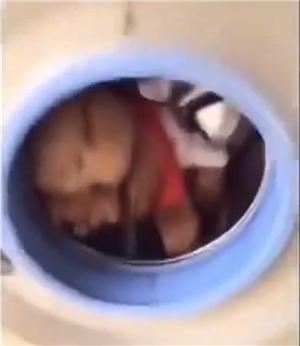 主人嫌弃泰迪狗全身跳蚤,主人嫌弃狗狗脏