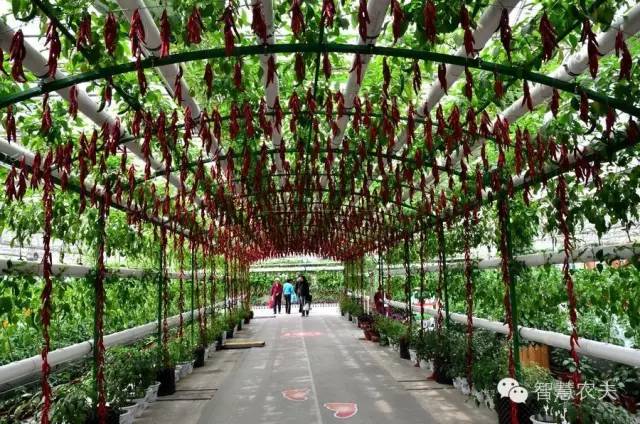 生态餐厅大棚用地,生态餐厅温室大棚配套设施