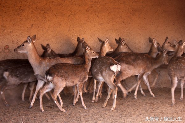 种养殖业发展前景,当下在农村有哪些挣钱的种养业
