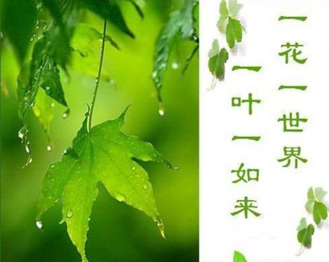 空谷幽兰妙舞清歌,空谷幽兰solo一曲封神