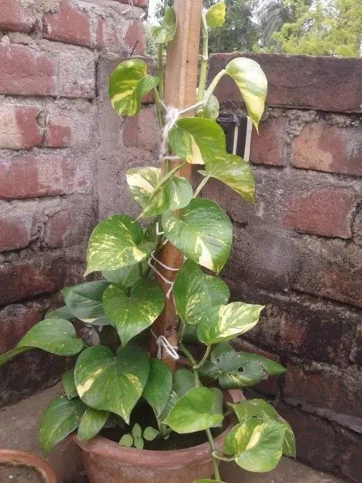 一般的绿萝可以做成绿萝柱,绿萝长出绿萝柱怎么弄好看