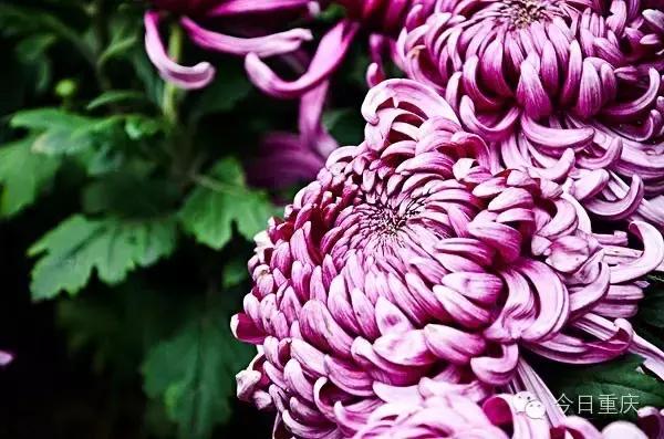 重庆周末耍事推荐,重庆主城耍事推荐