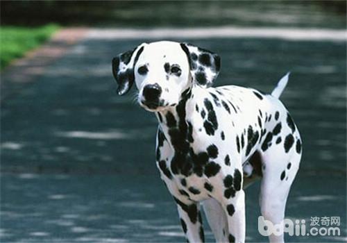 什么狗狗毛发比较软好养,掉毛少好打理的狗狗