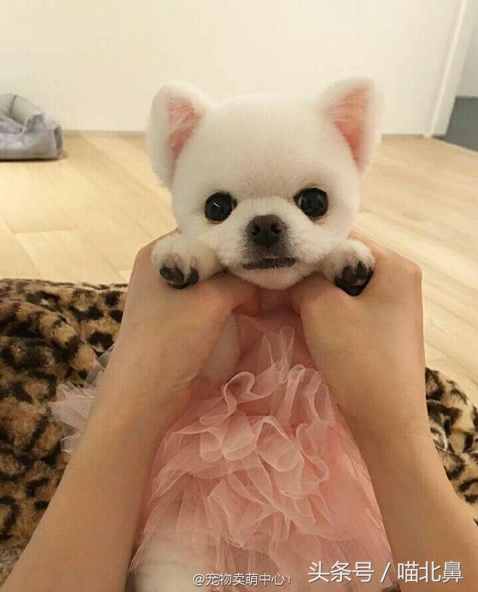 小猫吃猫砂会中毒吗,猫奴求助