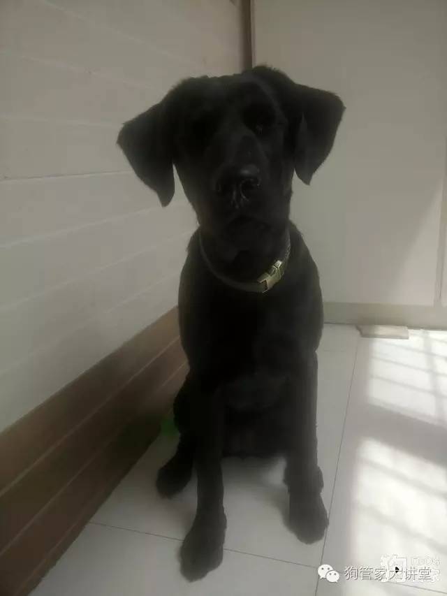 拉布拉多黑色1-12个月变化图,黑色拉布拉多和白色会生出啥颜色