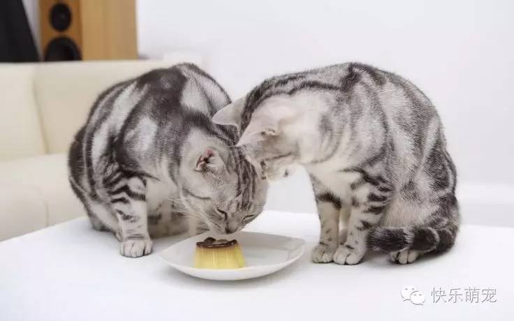 猫咪感染了猫瘟怎么办？如何治疗和预防？