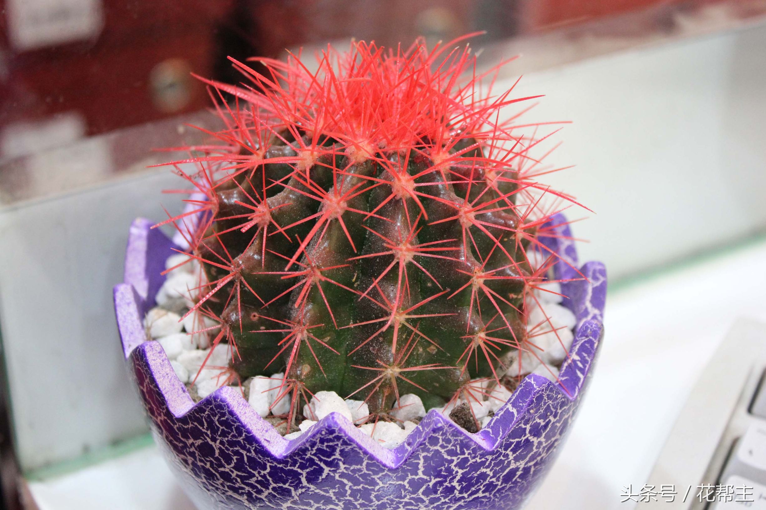 须知|老人、萌娃、孕妇禁忌养的花，这些不良危害一定要知道