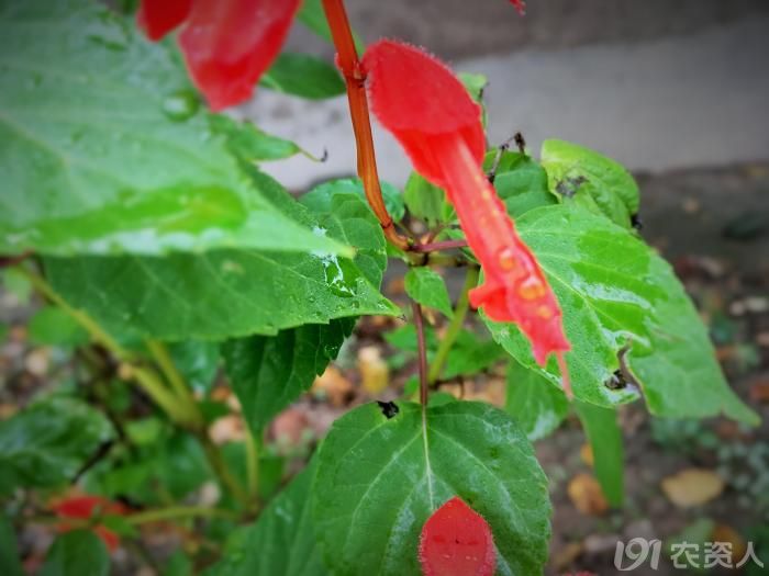 常见野生红花,常见的野红花