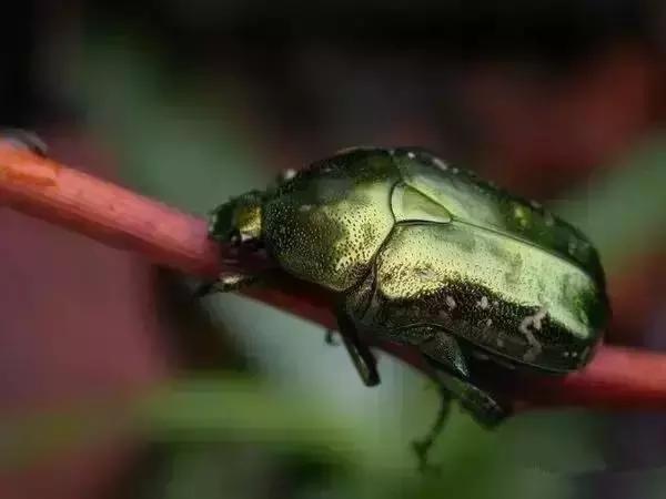 那些年的神级狗狗,那些年养过的电子宠物