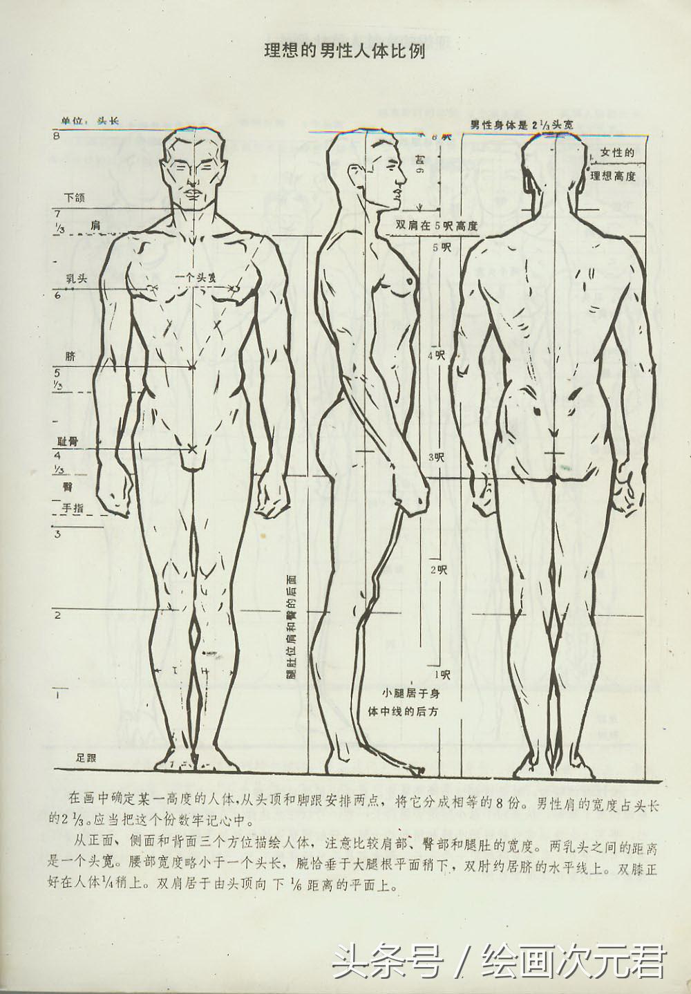 画好的人体结构画法,人体结构与动态基础教程
