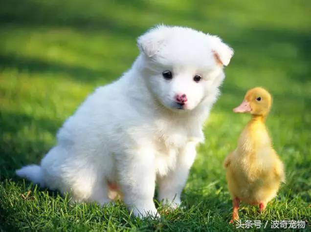 狗狗品种大全带你走进狗狗的世界,狗狗品种大全看看你认识几种