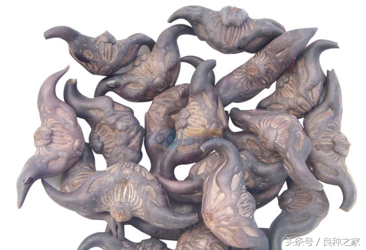 餐桌上常见的本土作物是什么,10种常见的粮食作物