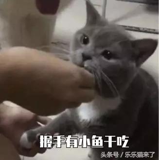 我家猫咪很害怕我怎么办,养猫咪一个月还是很凶怎么办