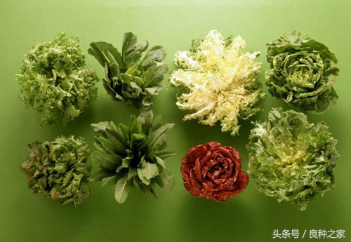 餐桌上常见的本土作物是什么,10种常见的粮食作物