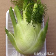 餐桌上常见的本土作物是什么,10种常见的粮食作物