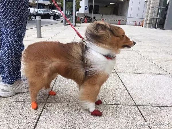 大风天要不要带娃出门,大风天带比熊出门