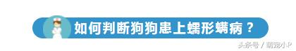 怎样预防狗狗得螨虫病,所有的狗狗都有病毒吗
