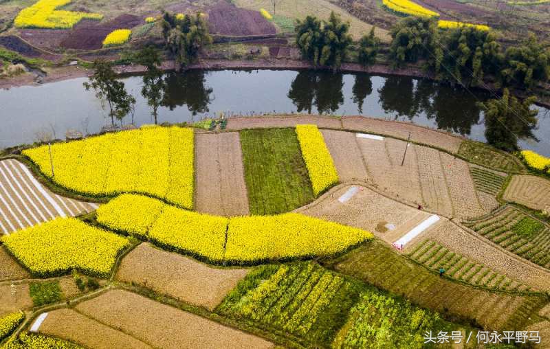 重庆千亩油菜花开“醉”游人,航拍千亩花海惹人醉