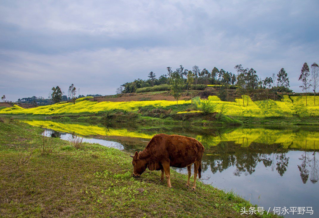 重庆千亩油菜花开“醉”游人,航拍千亩花海惹人醉