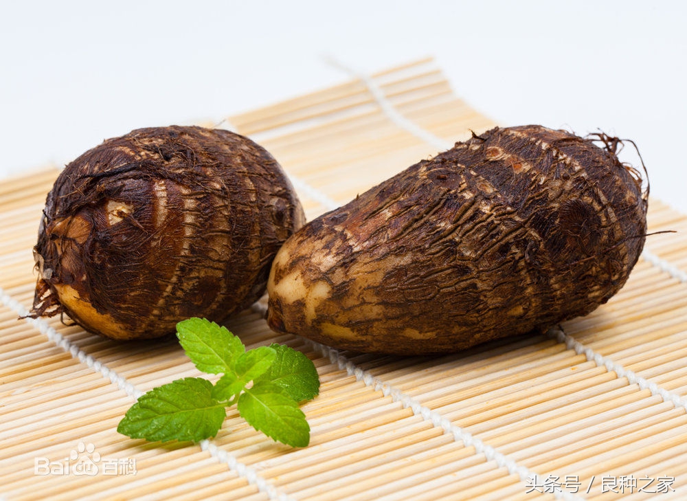 餐桌上常见的本土作物是什么,10种常见的粮食作物