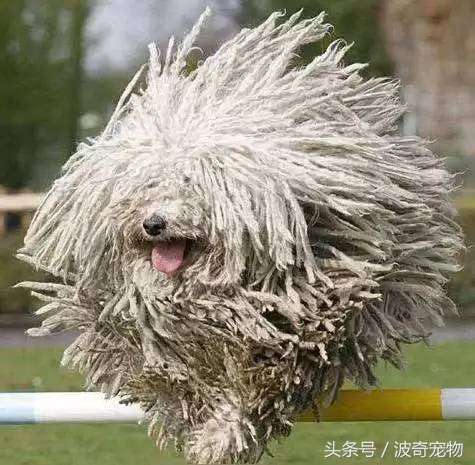 狗狗品种大全图片及简介,狗狗的所有类型品种大全介绍