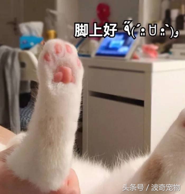 猫咪对着主人喵一声,猫咪对着主人叫但是没声音