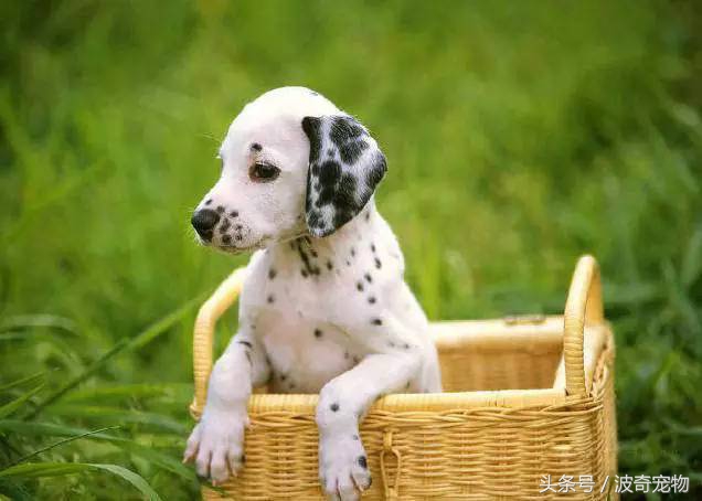 狗狗品种大全图片及简介,狗狗的所有类型品种大全介绍