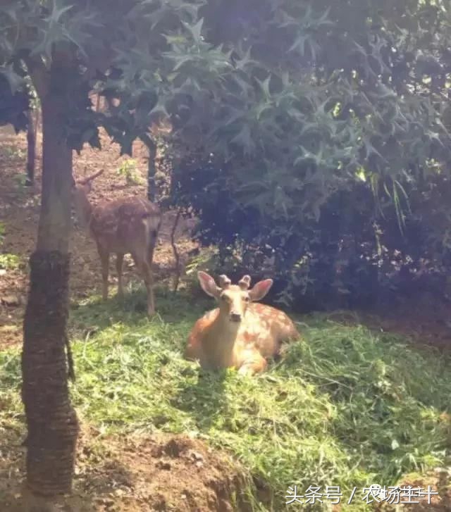 成功的休闲农庄需要具备哪些条件,做休闲农庄必须考虑的几个问题