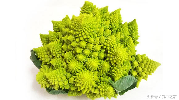 餐桌上常见的本土作物是什么,10种常见的粮食作物