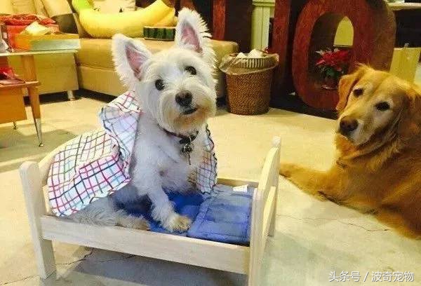 金毛能有多吃醋,金毛为什么容易吃醋