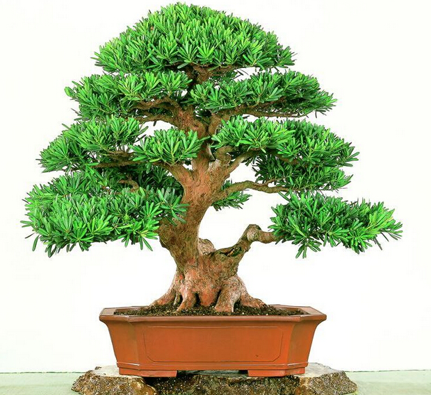 家里的花别瞎养5种招财开运花,室内放什么花转运