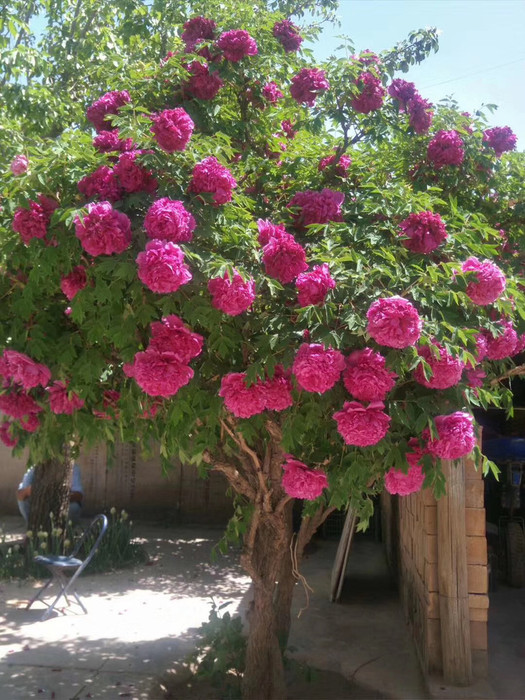 适合家里养的名贵树种,家种柿子树不富也得富