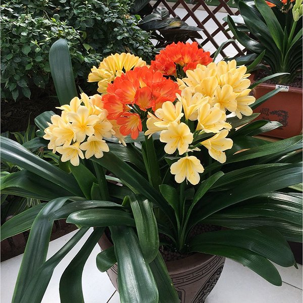 富贵花开什么花最好,花开富贵的花有几种