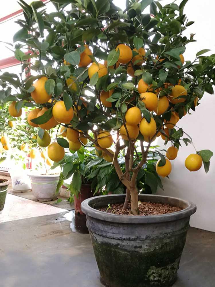 9种“健康花”,客厅一放,吸废气又高档,旺家更旺人